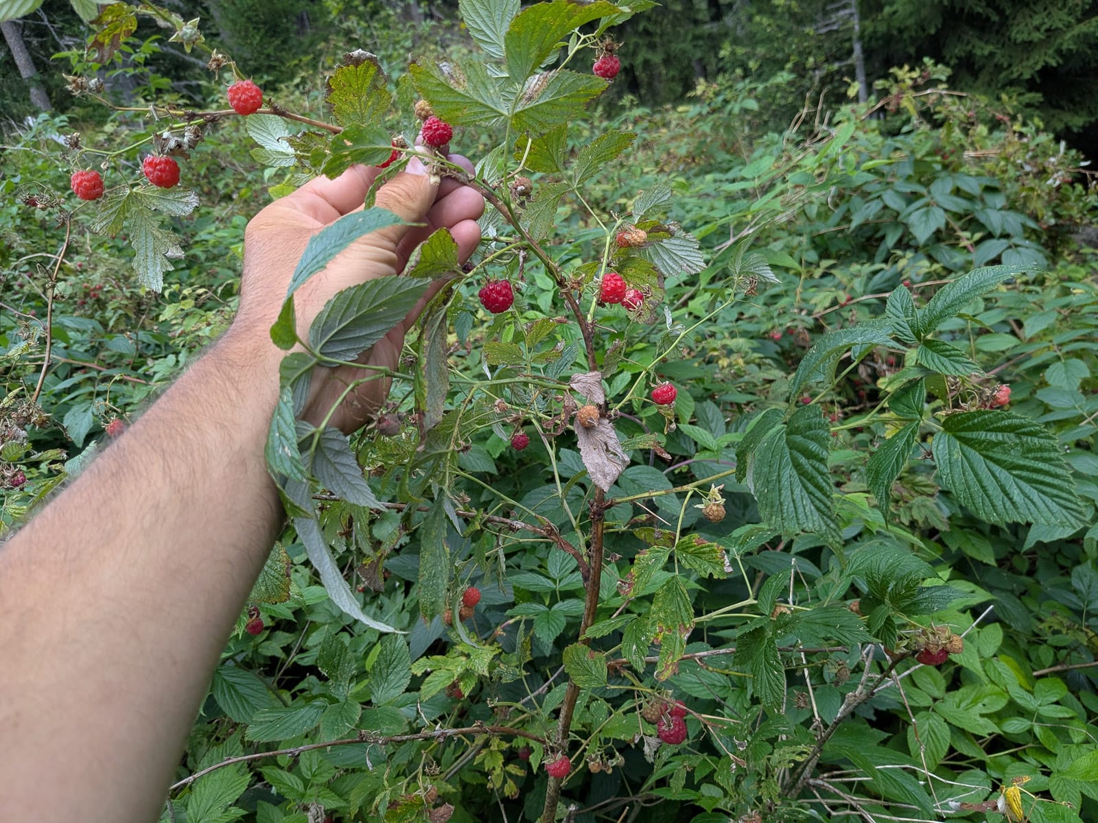 Hóvihar és magyarellenesség a déli hegyekben