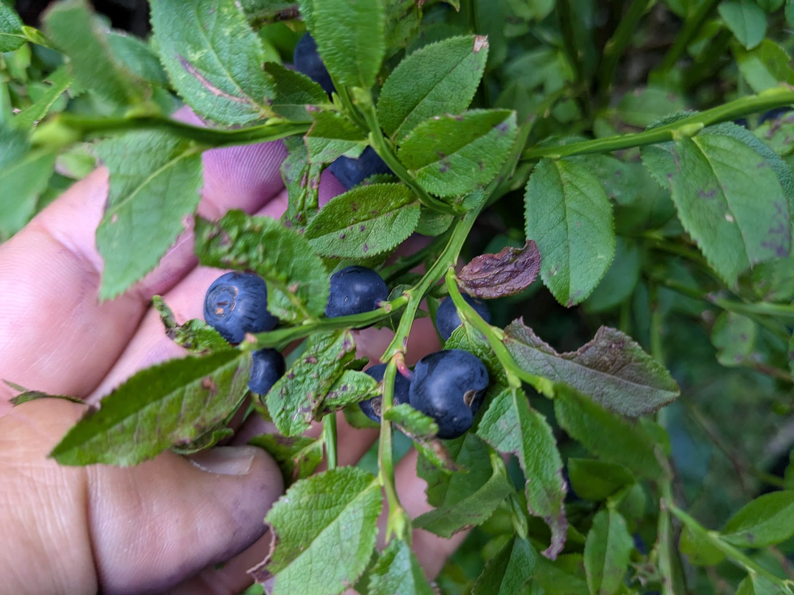 Hóvihar és magyarellenesség a déli hegyekben