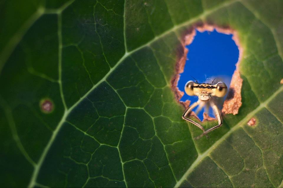 Így lett az avasi hagyományból giccs és sztátuszszimbólum