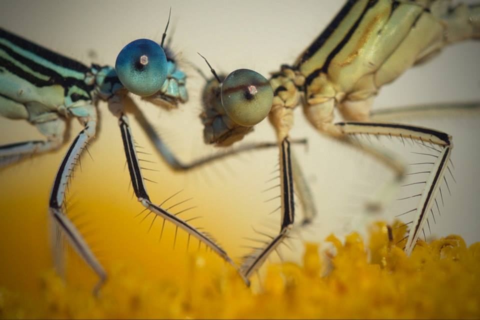 Így lett az avasi hagyományból giccs és sztátuszszimbólum