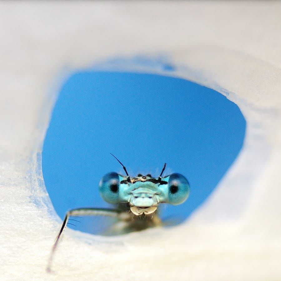 Így lett az avasi hagyományból giccs és sztátuszszimbólum