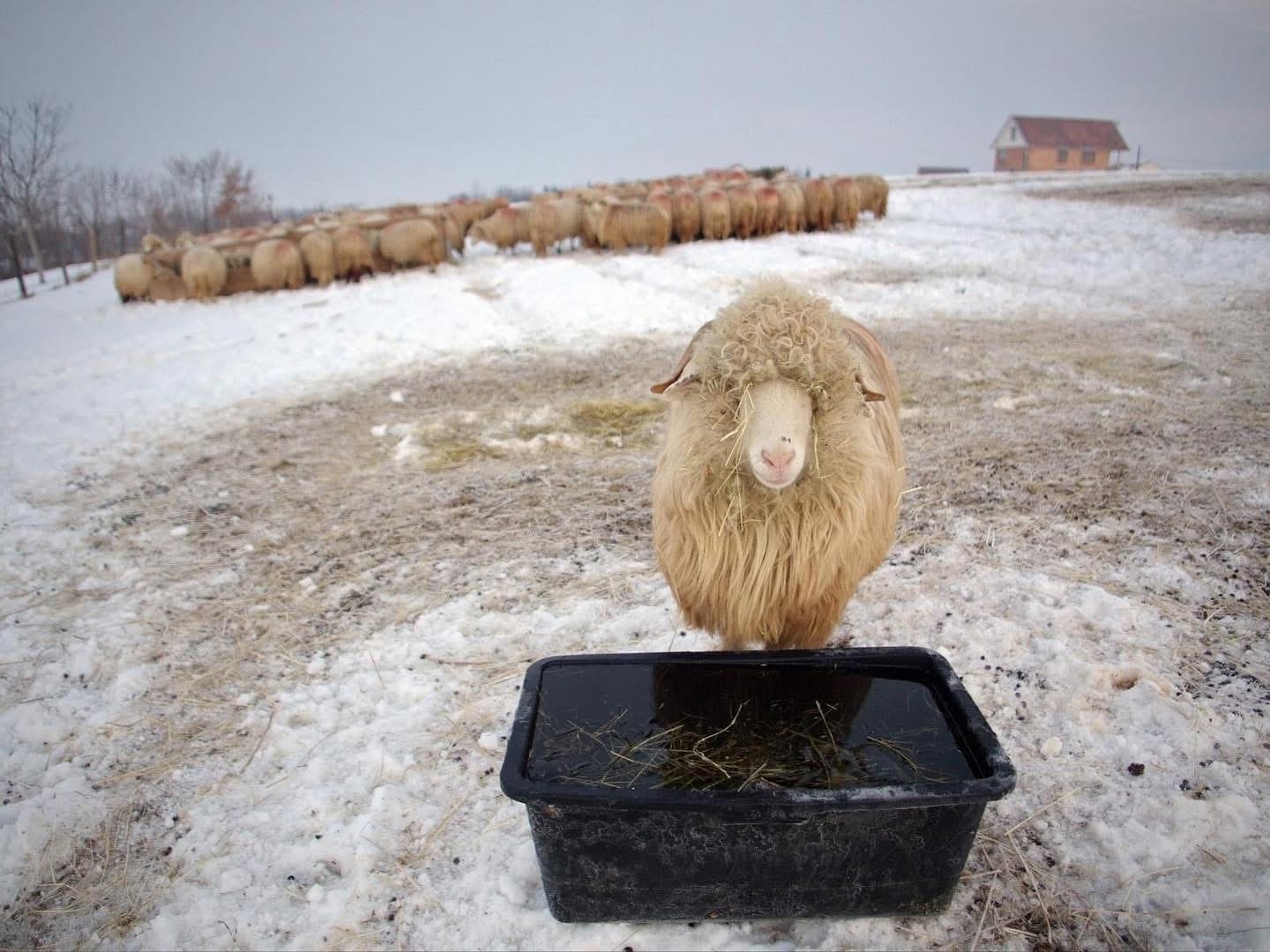 Így lett az avasi hagyományból giccs és sztátuszszimbólum
