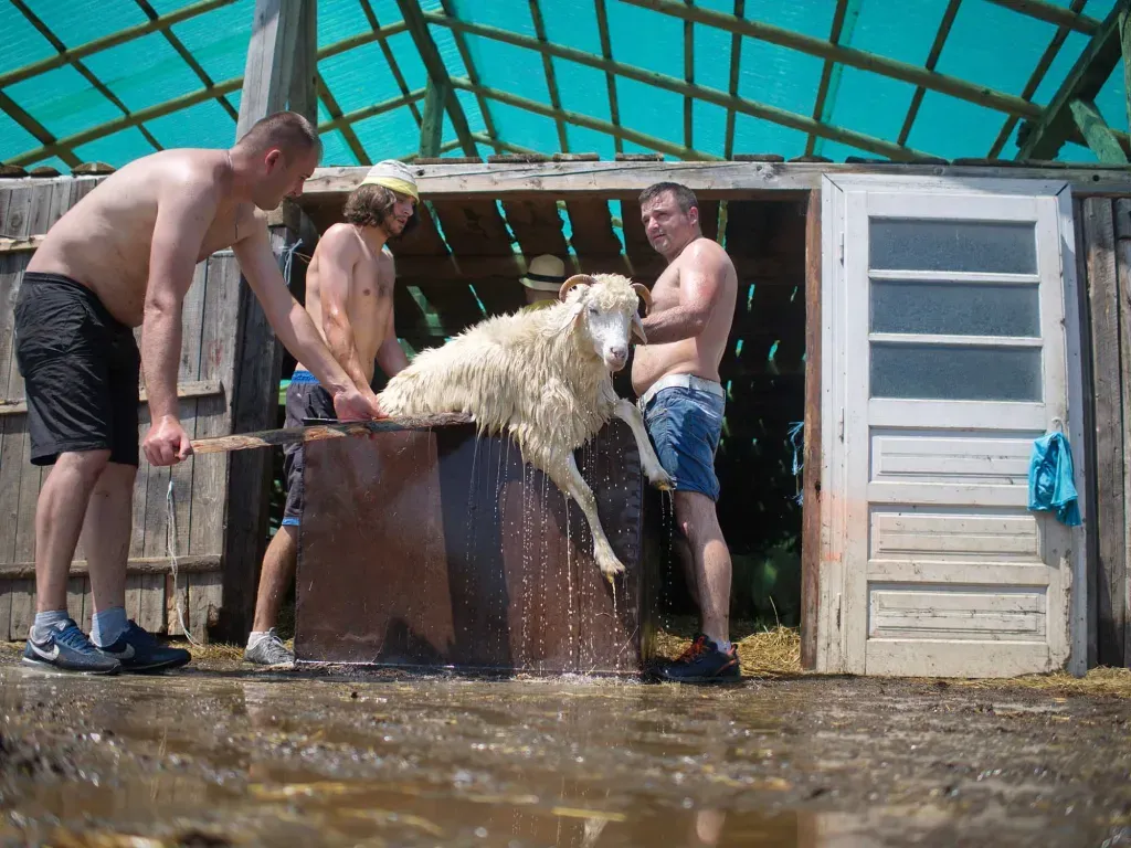 Így lett az avasi hagyományból giccs és sztátuszszimbólum