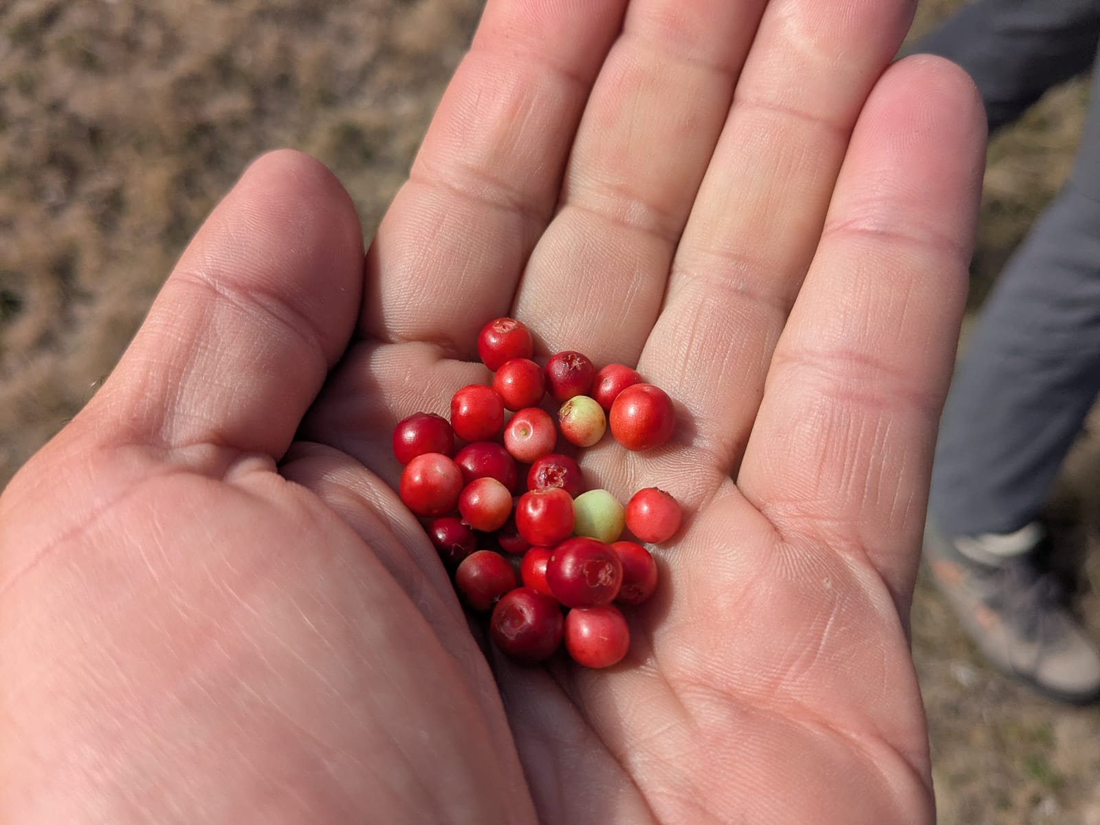 Hóvihar és magyarellenesség a déli hegyekben