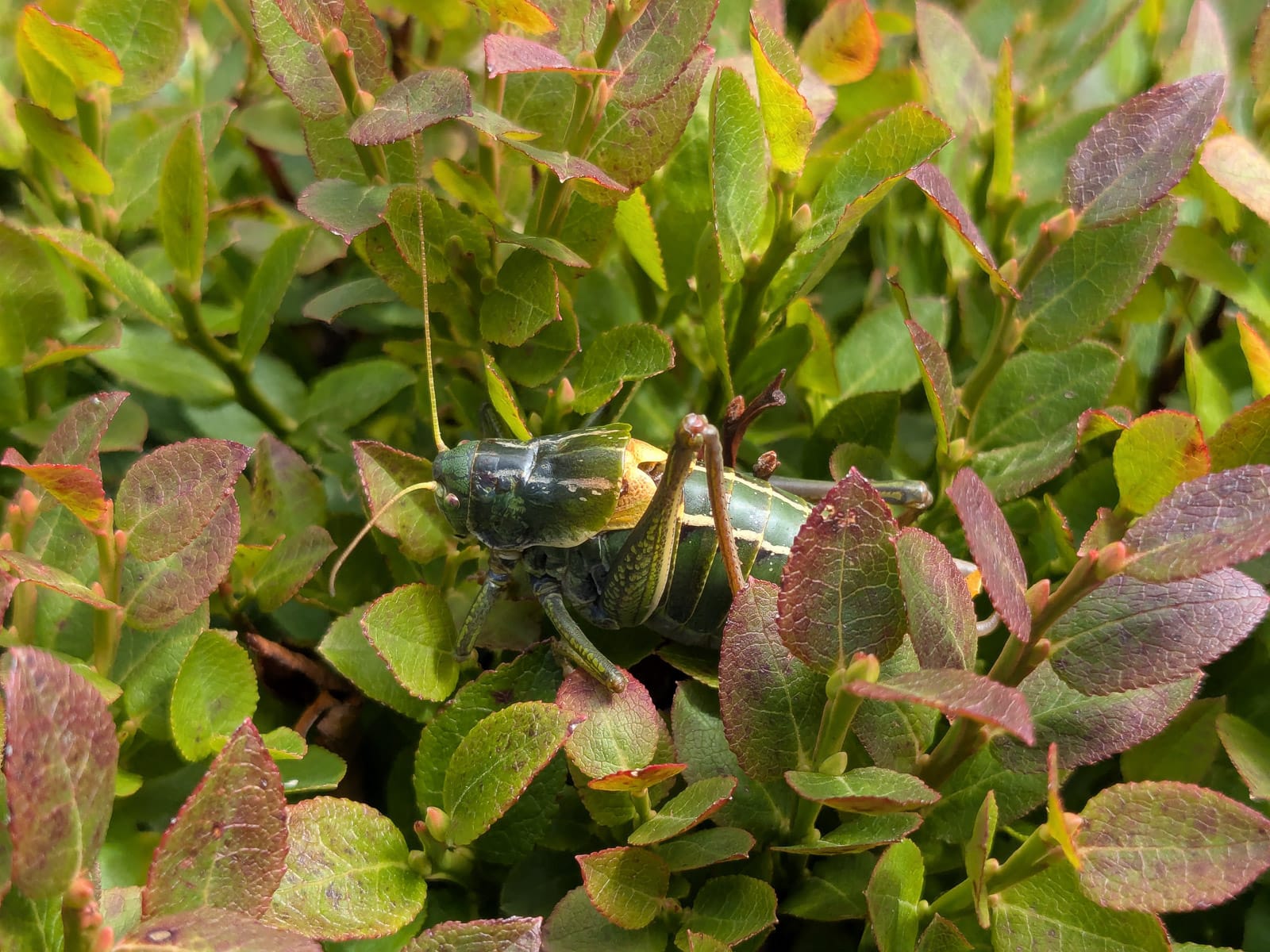 Hóvihar és magyarellenesség a déli hegyekben