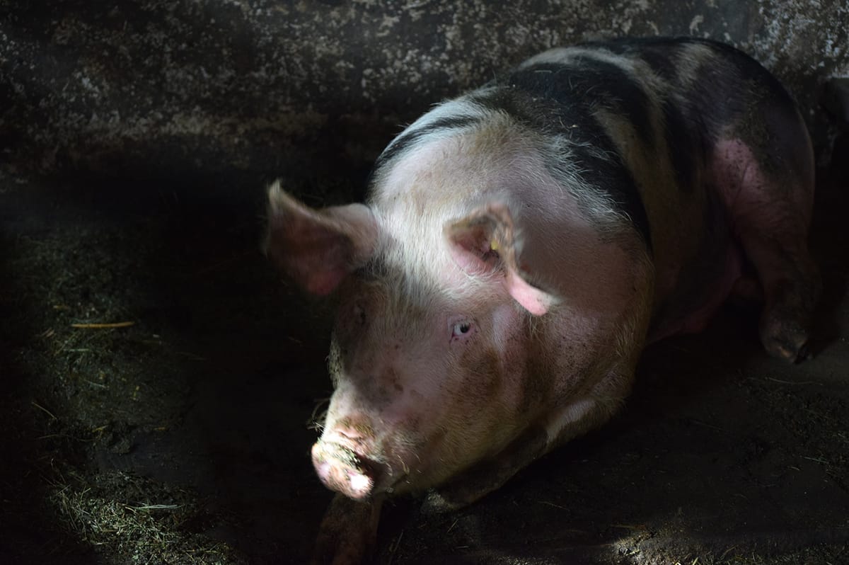 Mindenki azt kérdezi, hogyan került ide a pestis