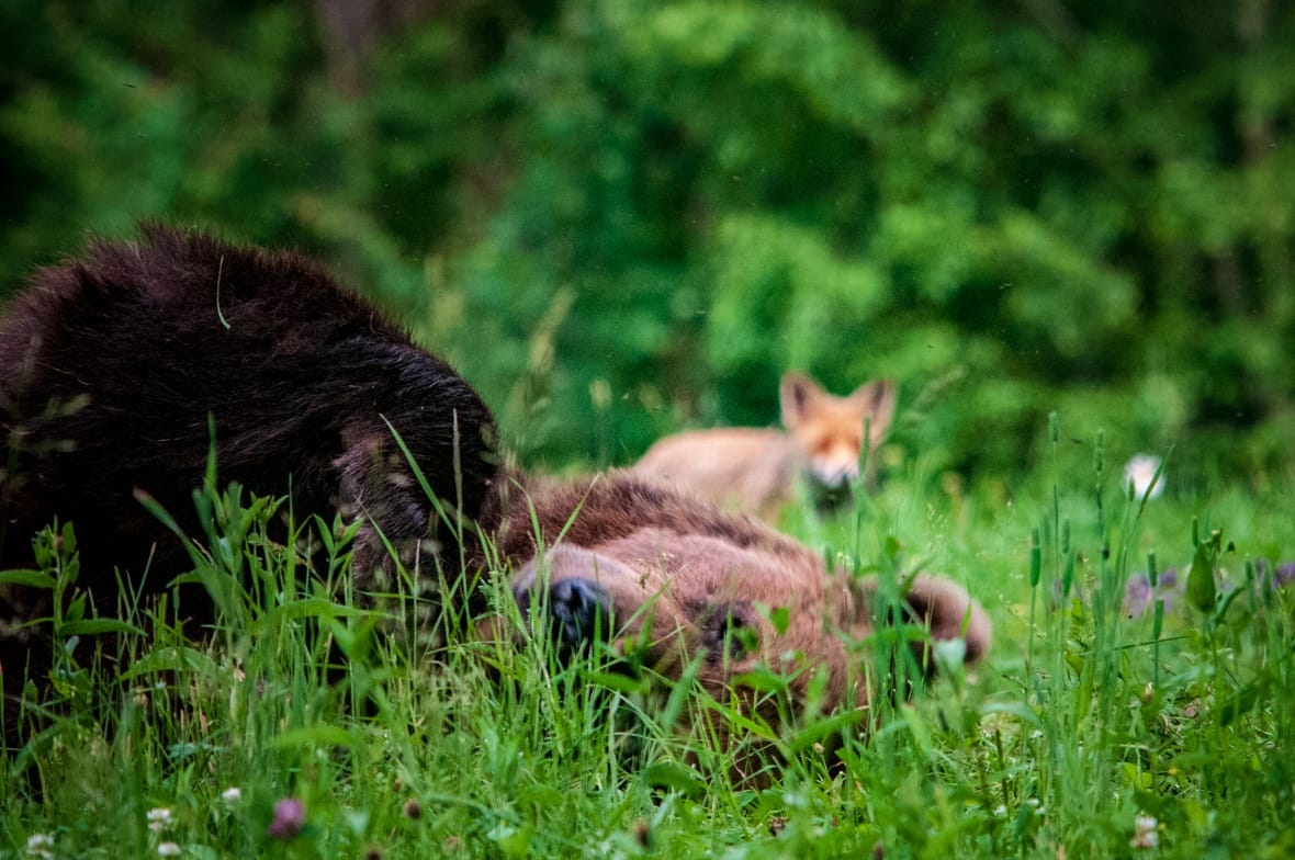 Elhullott medvét találtak Lövétén