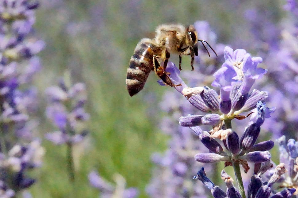 Még egy hétig szagolhatod a levendulát Csekefalván