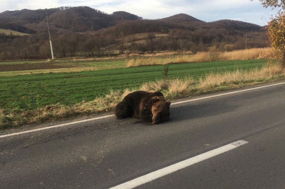 Belepusztult sérüléseibe egy medve Etéden