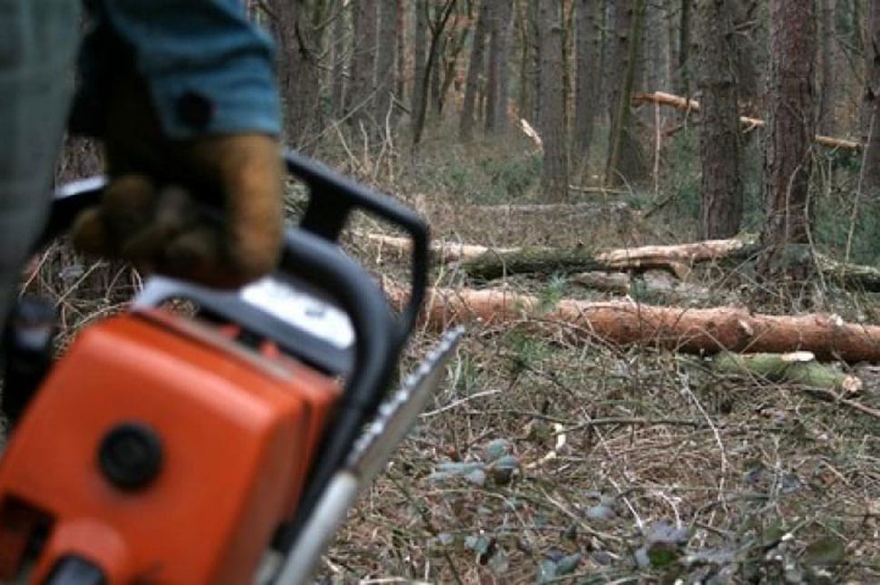 Húsz köbméter fát lopott, lekapcsolták