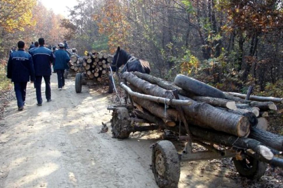 Fát szállítottak, nem tudták bizonyítani az eredetét