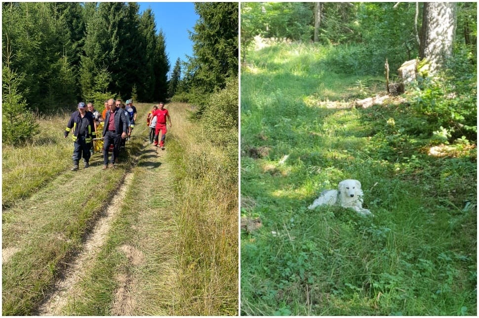 Kutyája mentette meg a 75 éves farkaslaki nénit