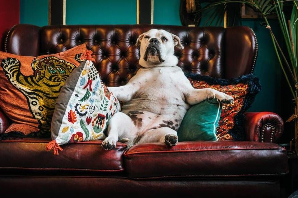 Kanapészínház koronavírus idejére #4