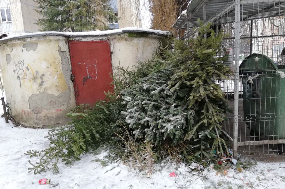 Mi lesz a sok karácsonyfával?