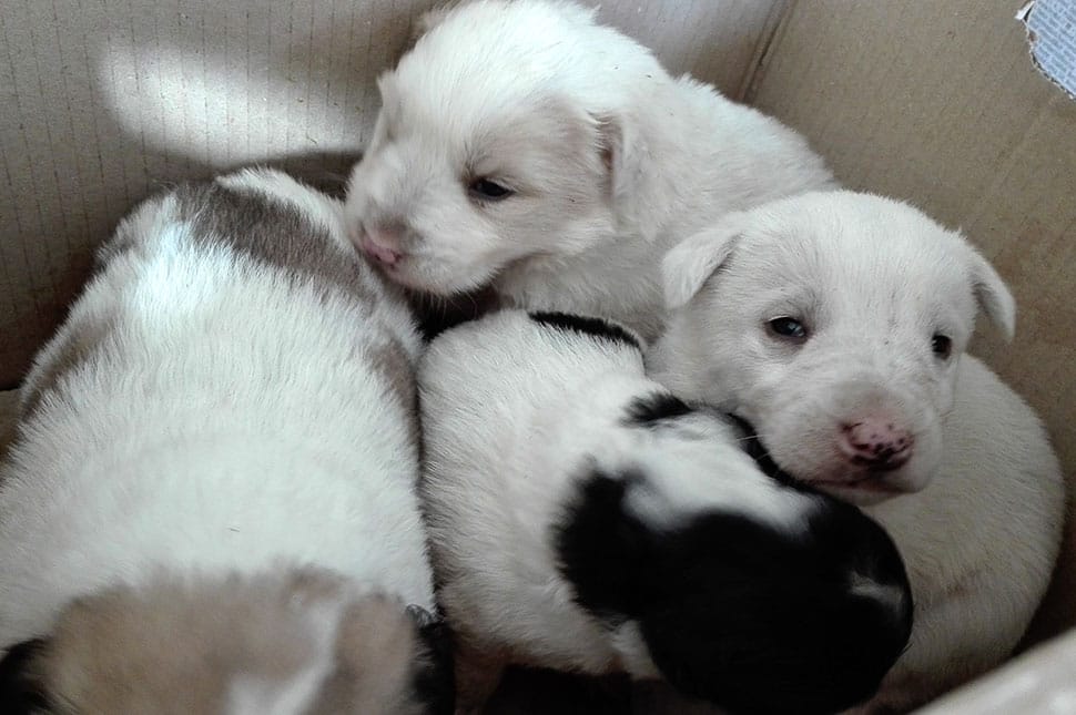 Saját utcájából lopott kutyát