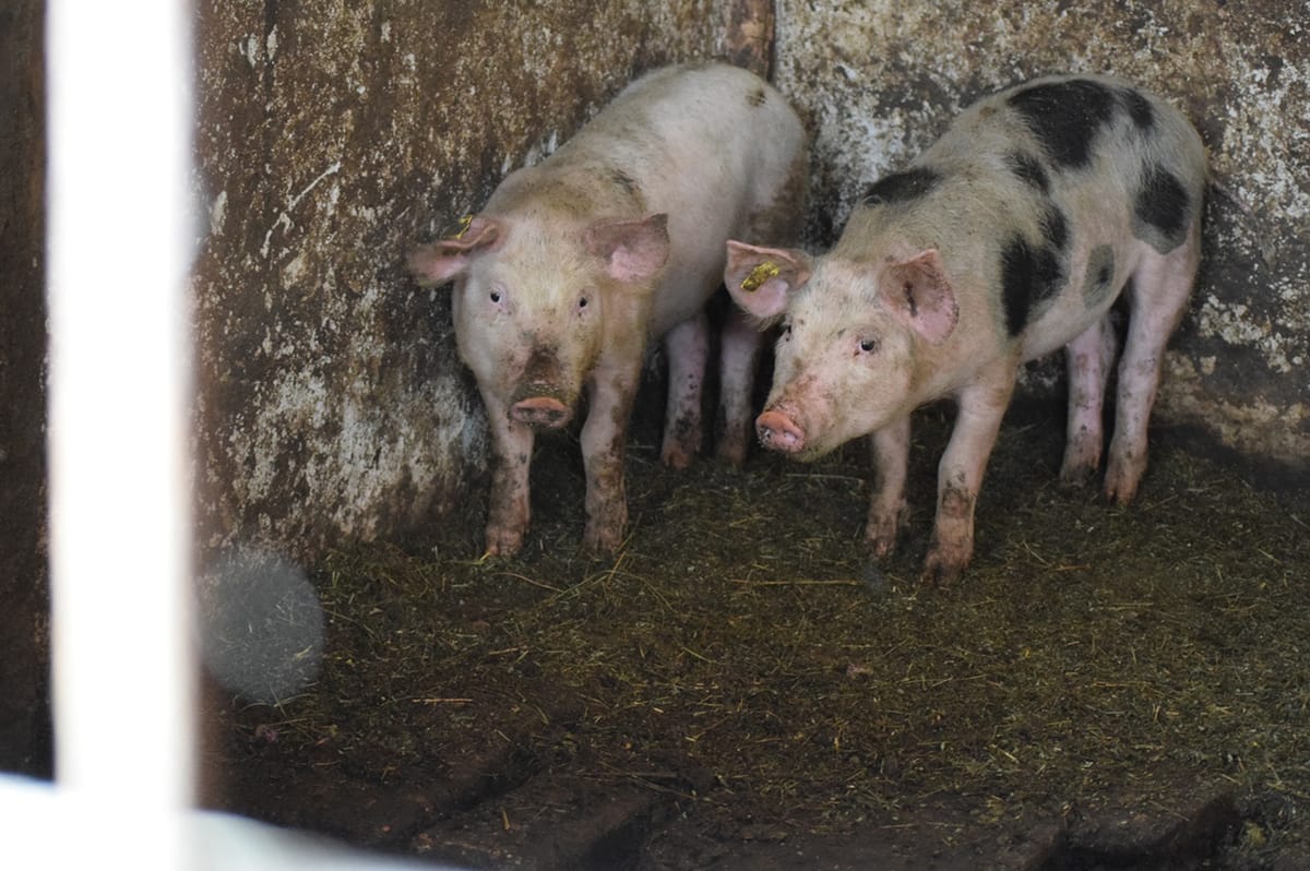 Afrikai sertéspestis-gyanú Udvarhelyen