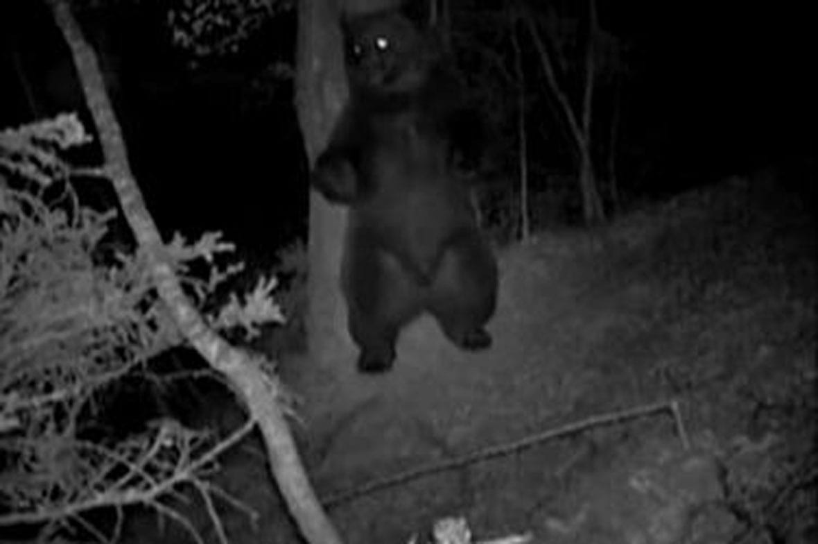 Medvék garázdálkodtak Szejkefürdőn