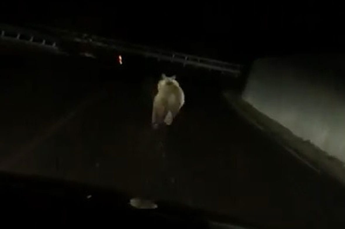 Nem a Szarkakő utcában járt a medve