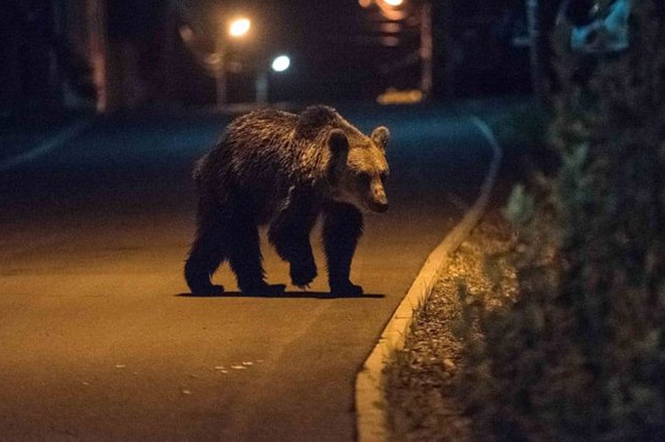 Medve járt a városban (videó)