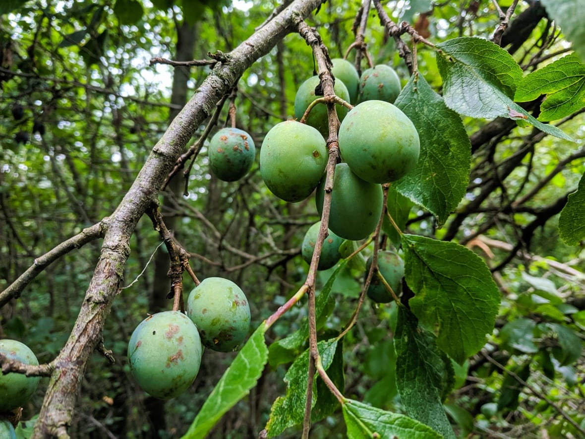 Szilvát loptak, elkapták őket