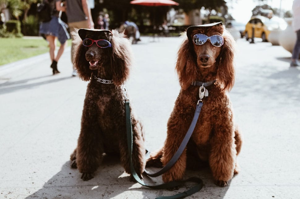 Tudod, hová tetted a napszemüveged?