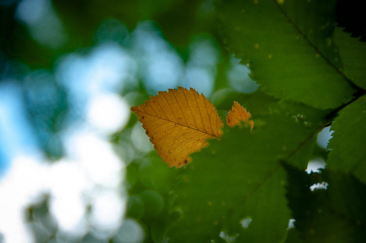 Helyenként besárgult a megye a koronavírustól