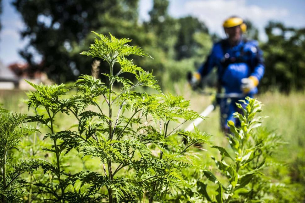 Ha parlagfüvet látnál