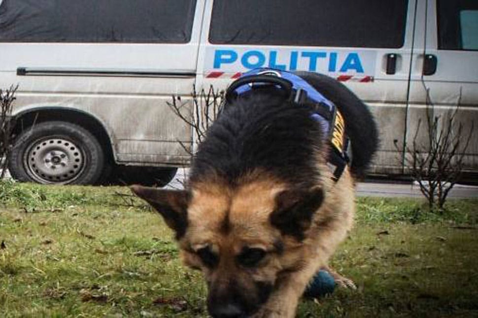 Kicsi szekérrel lopott fát Udvarhelyen