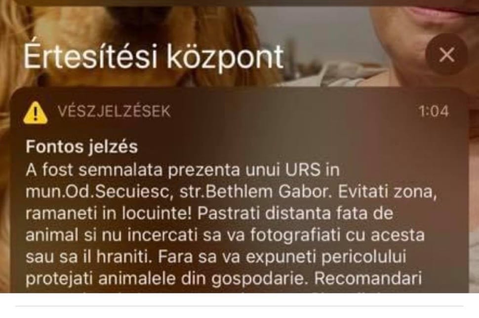 Medve járhatott szombat éjjel a Bethlen Gábor utcában