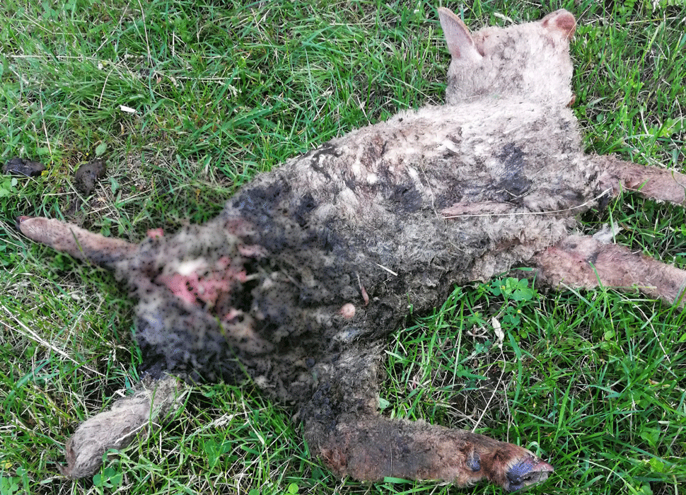 Két bárányt koncolt fel a medve Bethlenfalván