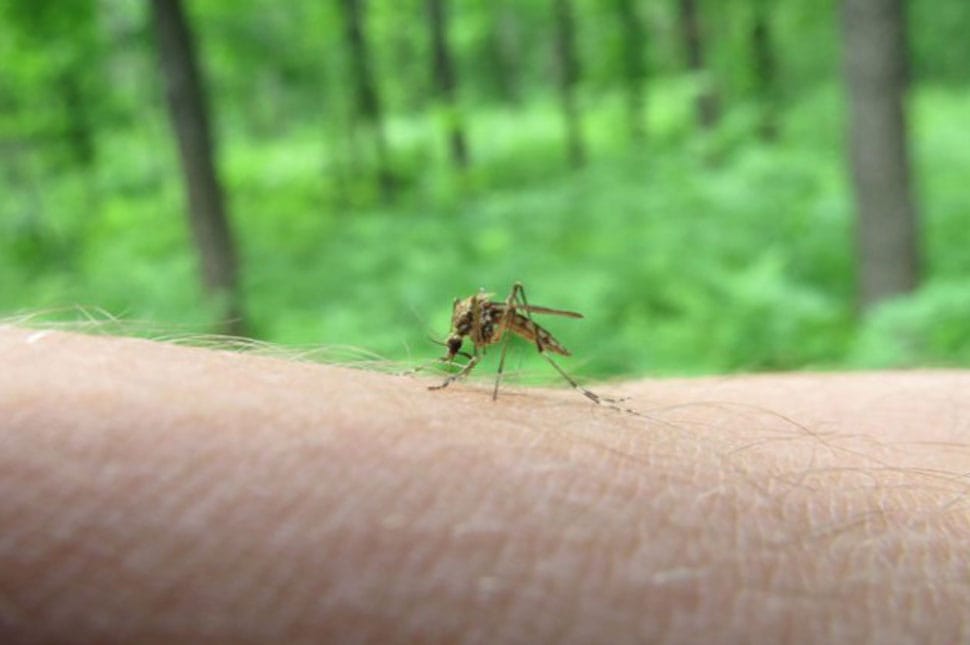 Szúnyogokat és kullancsokat irtanak