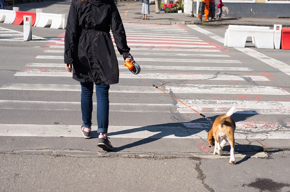 Így sétáltasd a kutyádat
