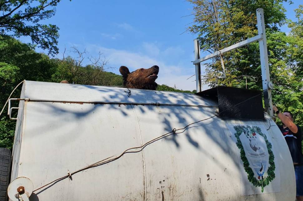 Kapás volt a szejkei medvecsapdánál