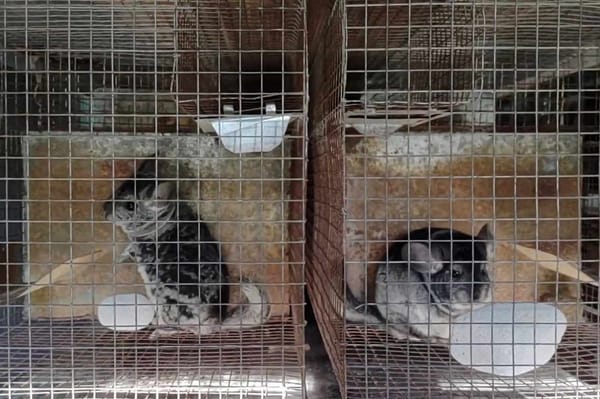 Betiltják a csincsillák és nyércek tenyésztését, leölését