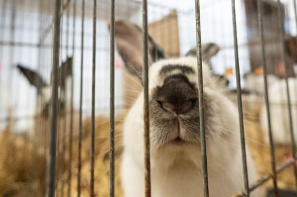 Tíz cukiság a kisállatkiállításról