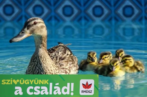 Kiszivárgott: kacsák is lesznek a keresztúri uszodában