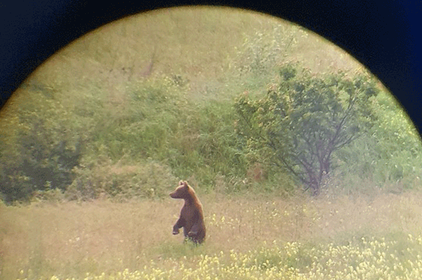 A város szélén is járt medve