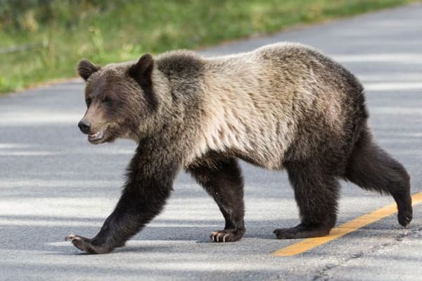 Sérült anyamedve miatt adtak ki figyelmeztetést