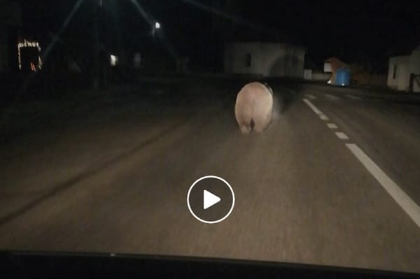 Láttad a falu között futó medvét? (videó)