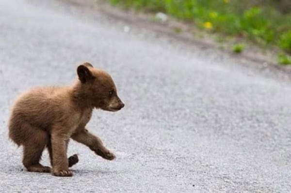 Elütött egy autó két medvebocsot
