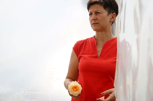 Amíg a rózsaszálak összeérnek