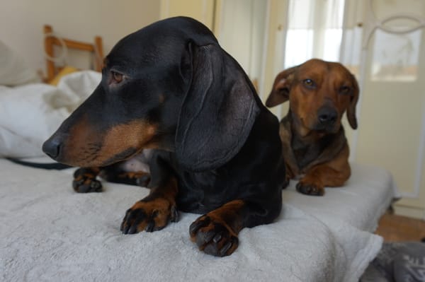 Kisállataink és a koronavírus